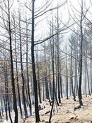 72 saat süren yangında 1 milyon ağaç kül oldu