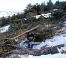 Erzurum’da 2011 için ağaç katliamı