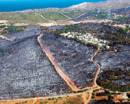 İzmir'i korkutan yangında bin hektar alan zarar gördü 
