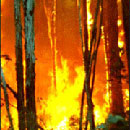 Kuşadası&#8217;nda Orman Yangını