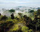 Küresel ısınma, Amazon ormanlarını çöle döndürecek