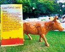 Küresel ısınmaya karşı inek maketli kampanya