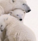 Kutup ayıları koruma altında