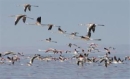 Tuz Gölü yeniden kuş sesine kavuşuyor