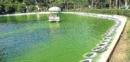 İzmir'in Kuğulu Gölü artık lastikli göl