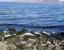 Bafa Gölü temiz mi?